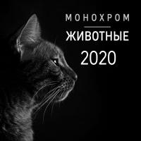 Календарь настенный на 2020 год «Монохром. Животные»