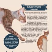 Смирнов Д.С. Большая энциклопедия. Кошки