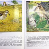 Птички Божьи. Ожившие картины